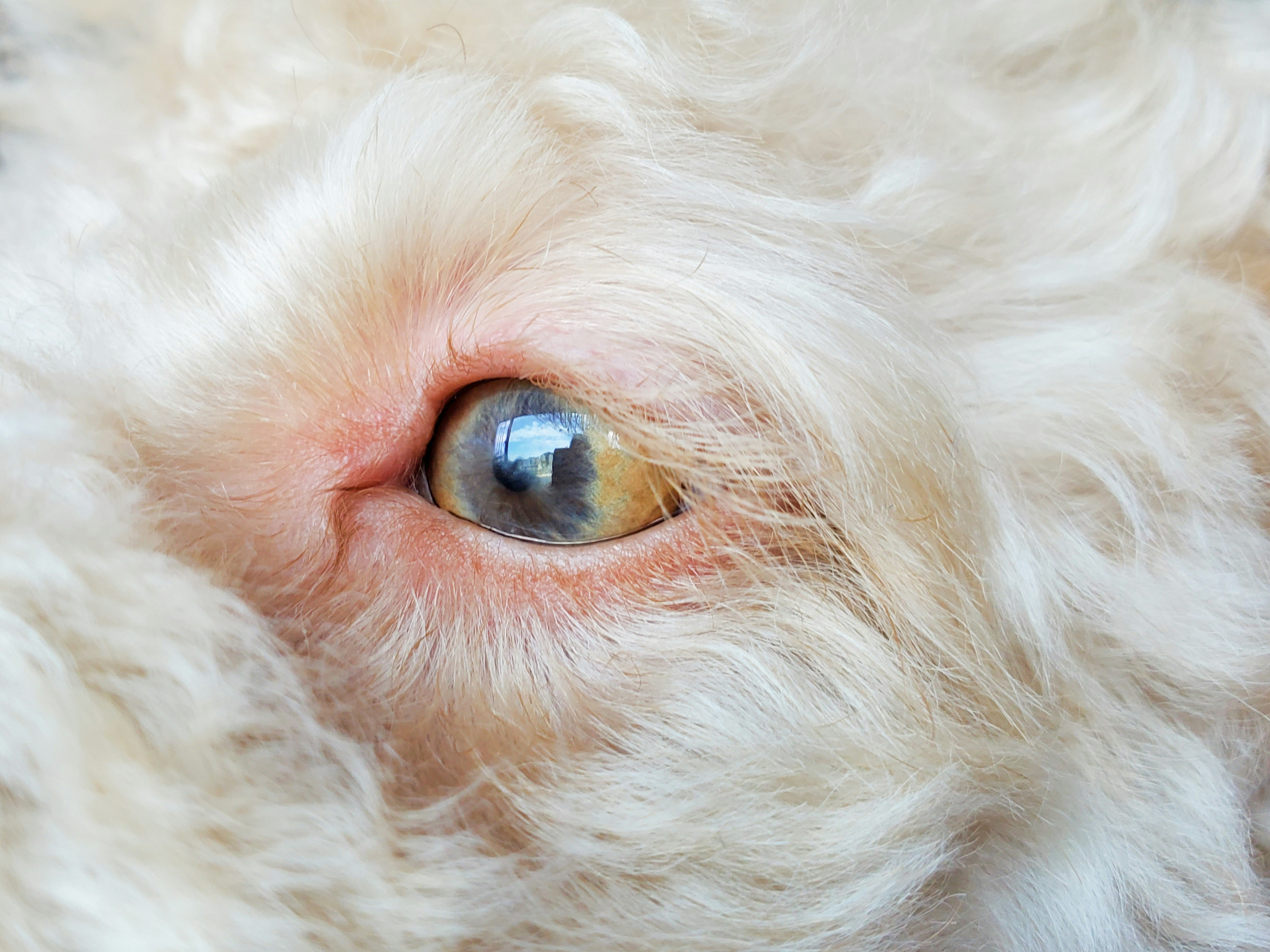 white long coated small dog